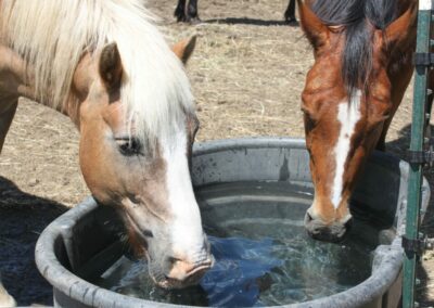 Rivers Edge Horse Rescue – May 6, 2022